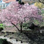 Cherry blossoms in full bloom at Central Park, showcasing spring's beauty—ideal for the best time to visit popular travel destinations