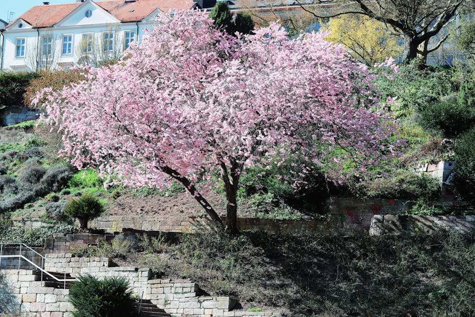 Cherry blossoms in full bloom at Central Park, showcasing spring's beauty—ideal for the best time to visit popular travel destinations